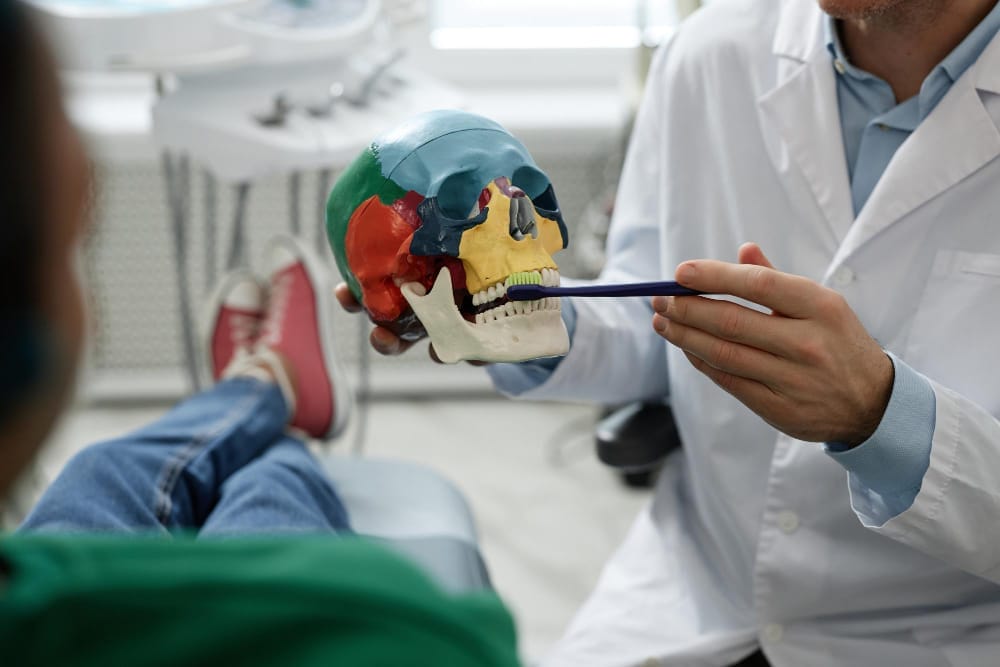 Dentist explaining dental anatomy using a colored skull model to a patient.